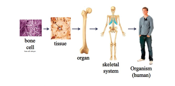 Skeletal System Quiz Multiple Choice Questions Trivia Questions Skeletal System Quiz Multiple Choice Questions Trivia Questions